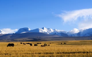 Картинка горы, ясное небо, пейзажи, тибетское плато