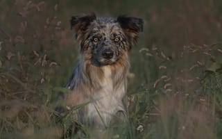 Картинка бордер-колли, поле, собаки, пес