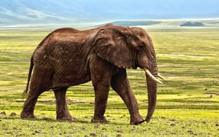 Картинка природа, трава, слоновья саванна, зоопарк, животные, Сафари, фауна, пастбище, млекопитающее, Саванна, слоны и мамонты, цвет, индийский слон, животное, африканский слон, слон, простой, заповедник, Африка, дикая природа, приключения, выпаса, оборона