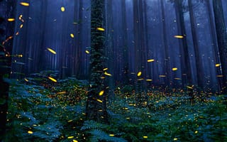 Картинка светлячки, темный лес, листья, хвойный лес, природа
