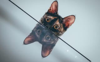 Картинка котенок, отражение, кошка, просмотреть, кошки