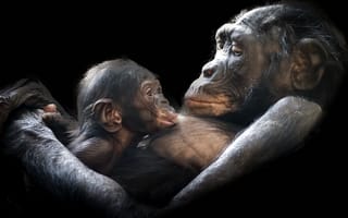 Картинка зоопарк, молодые, шимпанзе, ape, большая обезьяна, млекопитающие, животные, плотины, позвоночные, обыкновенный шимпанзе, ребенок, портрет обезьяны, млекопитающее, мать, примат, гориллы