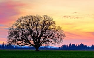 Картинка закат, дерево, поле