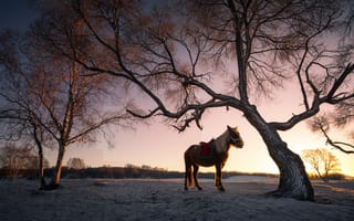 Картинка лошадь, утро, животные, зима, дерево, природа