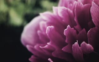 Картинка розовый пион, лепестки, цветы, близко
