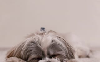Картинка собака, собачий, млекопитающее, ши-тцу, спать, собакоподобное млекопитающее, позвоночные, собаки, Лхасский апсо, игрушечная собака