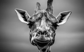 Картинка белый, черно-белый, жирафы, жираф, крупным планом, монохромная фотография, позвоночные, животные, дикая природа, голова, фауна, монохромный, млекопитающее, фотографии
