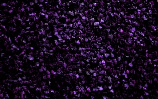 Картинка фиолетовый цветок, фиолетовые цветы, поле, цветы