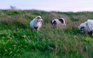 Картинка трава, поле, собака, овца, пастбище, овцы, позвоночные, тундра, млекопитающее, собакоподобное млекопитающее, сельский, выпаса, стадо, луг, сельская местность, животные, степь, дикая природа