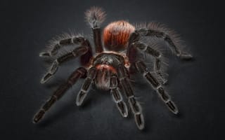 Картинка паук, тарантул, крупным планом, беспозвоночный, макросъёмка, членистоногое, фауна, арахнид, аранэус, паук-ткач сфер, насекомое, насекомые, арахнофобия