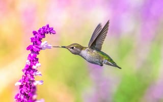 Картинка колибри, цветок, птица
