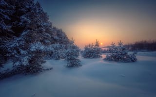 Картинка зима, природа, сугробы, закат, пейзаж, снег, деревья, лес