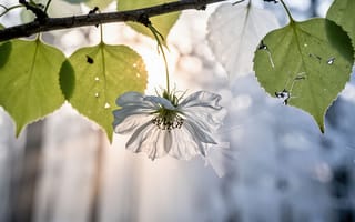 Картинка нигелла, белый цветок, нейросеть, ИИ, детализированная текстура, ветка дерева, игра света и тени, хрупкая красота, минималистичный кадр, акцент на цветке, нежные лепестки, рабочий стол, HD, природная гармония, органичные формы, 4k, природная эстетика