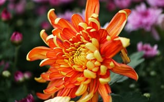 Картинка хризантема, апельсиновые цветы, размытый, цветы