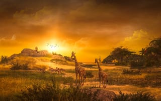 Картинка жираф, закат, пейзажи, поле, дикая природа, животные, друзья