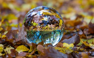 Картинка листья, падение, размытый, стеклянный шар, осень, природа