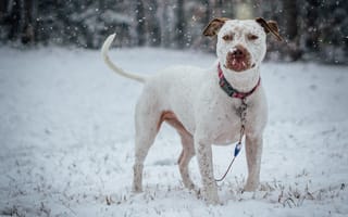 Картинка снег, ошейник, собаки, бультерьер
