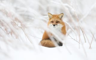 Картинка лиса, снег, величественная, дикая природа, животные, фотографии