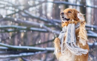 Картинка золотой ретривер, снег, зима, собаки, шарф, милая