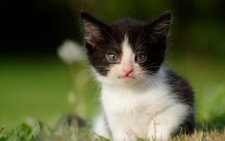 Картинка котенок, черно-белый, трава, симпатичная кошка, кошки