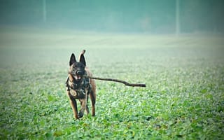 Картинка поле, трава, бельгийский малинуа собака, воротник, собаки