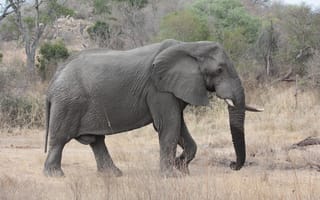 Картинка животное, дикая природа, млекопитающее, парк крюгера, слоны и мамонты, слон, африканский слон, позвоночные, животные, фауна, Саванна, Южная Африка, индийский слон, Сафари