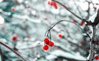 Картинка ягода, снег, замораживание, лист, макросъёмка, природа, мороз, зима, ветвь, погода, дерево, лед, растение, сезон, цветок, сезонный, весна, красный, веточка