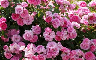 Картинка розовые розы, сад, близко, цветы