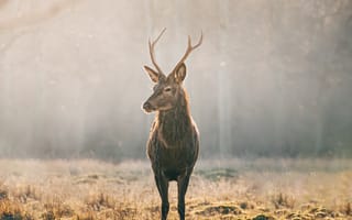 Картинка олень, рога, земля, солнечный свет, трава, животные, утро