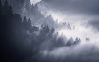 Картинка деревья, туман, природа, снег