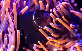Картинка анемона, морские животные, черная рыба, подводный мир