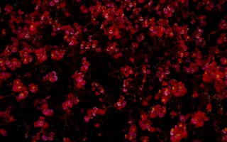Картинка сад, ночь, небо, компьютер, красные цветы, осень, полночь, красный, лепесток, темнота, цветы, пурпурный, цветок