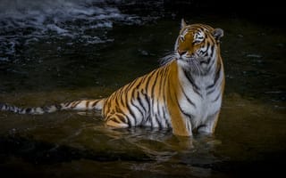 Картинка Амурский тигр и окружающий мир