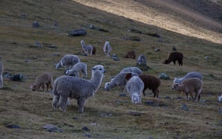 Картинка трава, животное, позвоночные, сельское хозяйство, овцы, альпака, млекопитающее, дикая природа, овца, пастбище, тундра, фауна, животные, стадо, экосистема, выпаса, склон холма