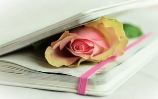 Картинка книга, растение, памяти, романтический, цветущее растение, букет цветов, близко, наземное растение, розовый, роза, цветок, лепесток, цветы
