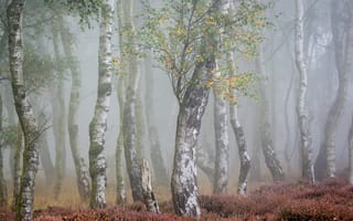 Картинка осень, туманный лес, деревья, природа, березы