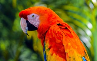 Картинка попугай, оранжевый, клюв, птицы, перья, вид профиля