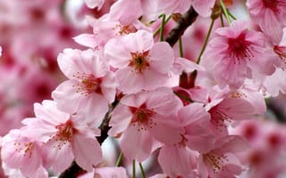 Картинка sakura, цветы, цветение, флора, весна, ветка, Cherry Blossoms