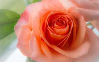 Картинка розовая роза, макро, листья, лепестки, цветы