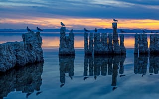 Картинка Отражение птиц, Бомбей-Бич, Море