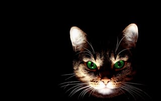 Картинка питомец, шерсть, домашний кот, компьютерные, позвоночные, темнота, кошки, кошка, плотоядные, фотосъёмка дикой природы, портрет, любопытно, млекопитающее, котенок, черный, кошкообразные, кошки мелких и средних размеров, усы