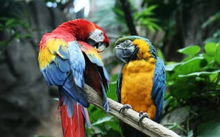 Картинка попугаи макао, красочный, листья, птицы