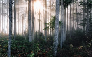 Картинка лес, солнечный свет, природа, растения, деревья