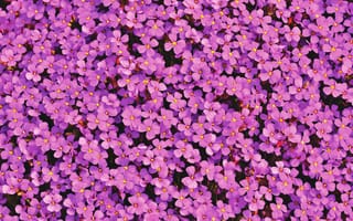 Картинка сад, цветения, violet aubrieta, цветы, текстуры