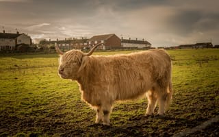 Картинка корова, животные, фотографии на телефон, поле, бык