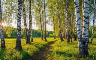 Картинка берёзовая роща, летний пейзаж, тропинка в лесу, солнечный блик, тёплый свет, 1920х1080, белая кора, лесная тропа, спокойная атмосфера, природная красота, рассвет в лесу, живописный вид, HD, идиллический пейзаж, золотистая трава, умиротворённый ландшафт, солнечный день, ИИ, стройные берёзы, 2k, полевые цветы, зелёная листва, 4k, свежая зелень, нейросеть, природная гармония, 16:9, рабочий стол, лучи солнца, русская природа