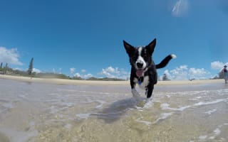 Картинка пляж, море, снег, собака, сезон, лето, вода, зима, отпуск, собаки, бесплатные фотографии, собакоподобное млекопитающее, водоём, счастлив