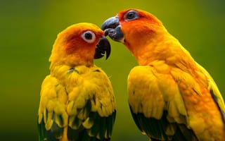 Картинка желтые попугаи, два попугая, настроение, птицы, поцелуй, бесплатные фотографии