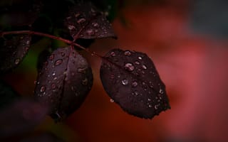 Картинка лист, роса, природа, дождь, капли, макро