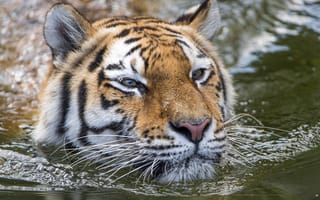 Картинка лицо, хищник, тигровые тигры
